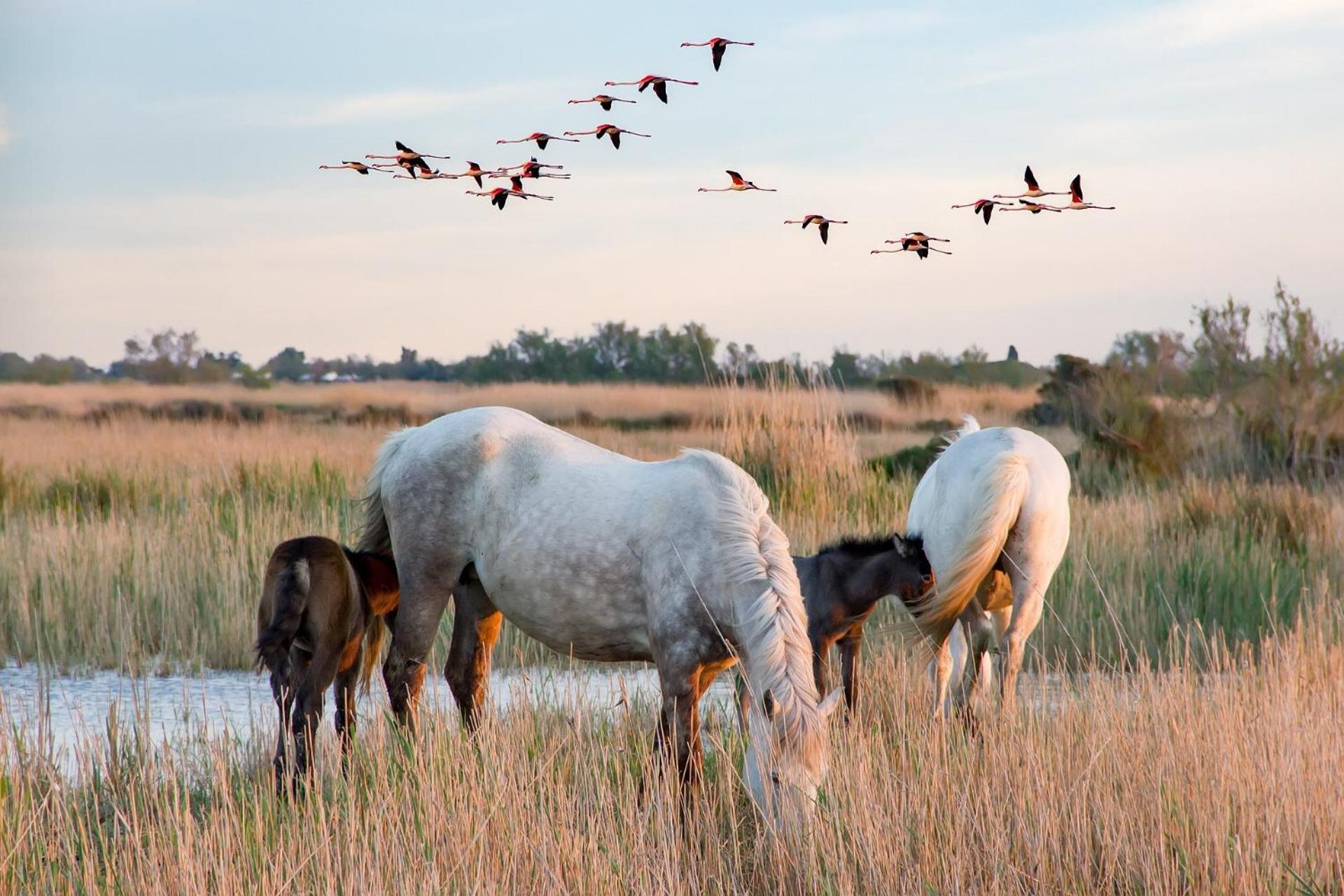 Villa L'Eden De Camargue- Spa Et Nature Candillargues 외부 사진